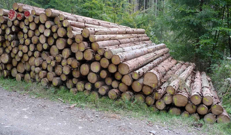 Fichten-stammholz – Bild 1